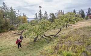 Madrona Murphy, left, and volunteer apple identification expert Lori Brakken collect samples from pre-20th century trees in October at a land preserve on the north shore of Orcas Island, Washington. Murphy and her ecological nonprofit are trying to turn heritage apple trees into a local source for the hard cider industry in the San Juan Islands, a Puget Sound archipelago now known more for whale watching and scenic vacation rentals. (Ross Courtney/Good Fruit Grower)
