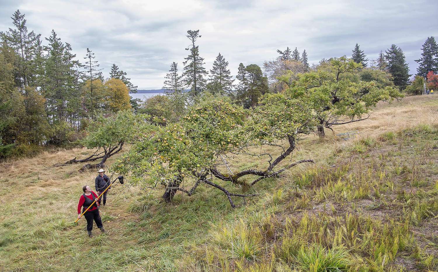 Madrona Murphy, left, and volunteer apple identification expert Lori Brakken collect samples from pre-20th century trees in October at a land preserve on the north shore of Orcas Island, Washington. Murphy and her ecological nonprofit are trying to turn heritage apple trees into a local source for the hard cider industry in the San Juan Islands, a Puget Sound archipelago now known more for whale watching and scenic vacation rentals. (Ross Courtney/Good Fruit Grower)
