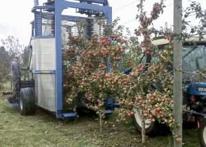A modified Korvan blueberry harvester picks cider apples in 2020 at the Washington State University Northwestern Washington Research and Extension Center in Mount Vernon. The center maintains online guides for how to grow cider apples in the maritime climate on the west side of the state. (Courtesy Aidan Kendall/Washington State University)