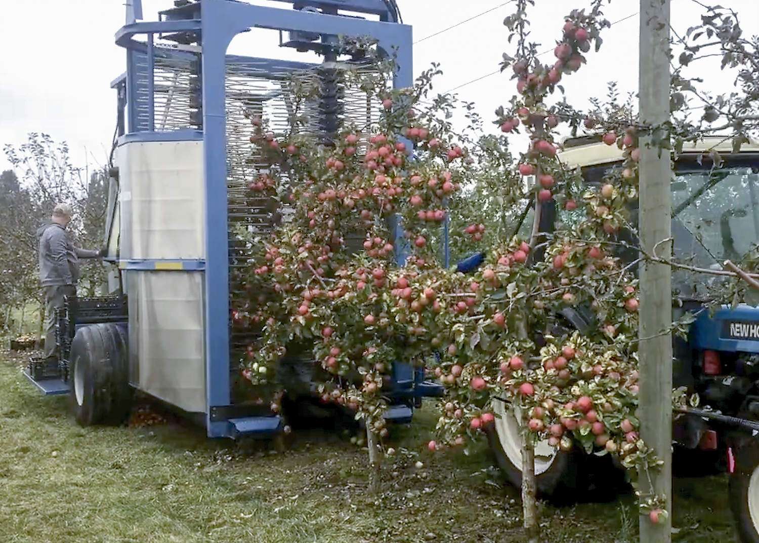 A modified Korvan blueberry harvester picks cider apples in 2020 at the Washington State University Northwestern Washington Research and Extension Center in Mount Vernon. The center maintains online guides for how to grow cider apples in the maritime climate on the west side of the state. (Courtesy Aidan Kendall/Washington State University)