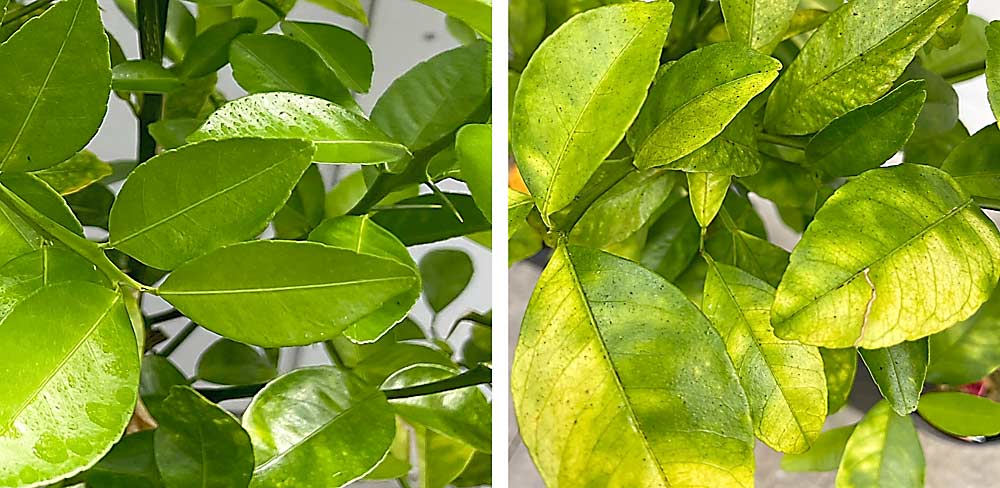 The characteristic symptoms of citrus greening include yellow leaf spots, as seen in a greenhouse tree at right. At left is a tree that showed similar symptoms until it was treated with a novel genetic engineering approach: After inoculation, the bacterium induces growth of a tiny biofactory that produces an antimicrobial peptide, reducing pathogen levels and symptoms. Research is underway to find similarly promising peptides in cherry. (Courtesy Marco Pitino/U.S. Department of Agriculture)