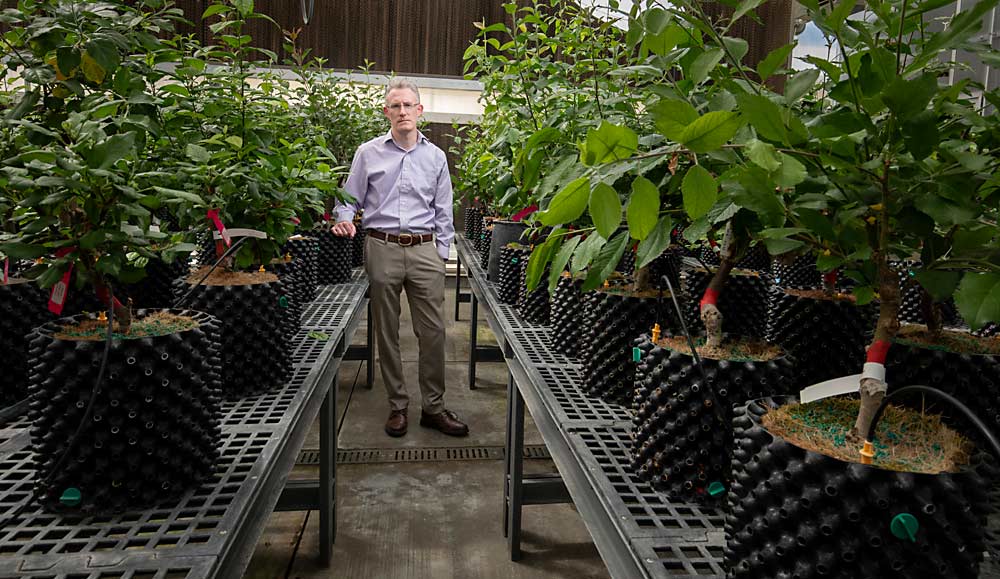 Scott Harper, director of the Clean Plant Center Northwest in Prosser, Washington, stands in May inside the center’s quarantine house that holds many tree fruit varieties during a yearlong testing protocol. This room was once wild with plants growing from the ground to the ceiling when Harper joined the overextended center. (TJ Mullinax/Good Fruit Grower)