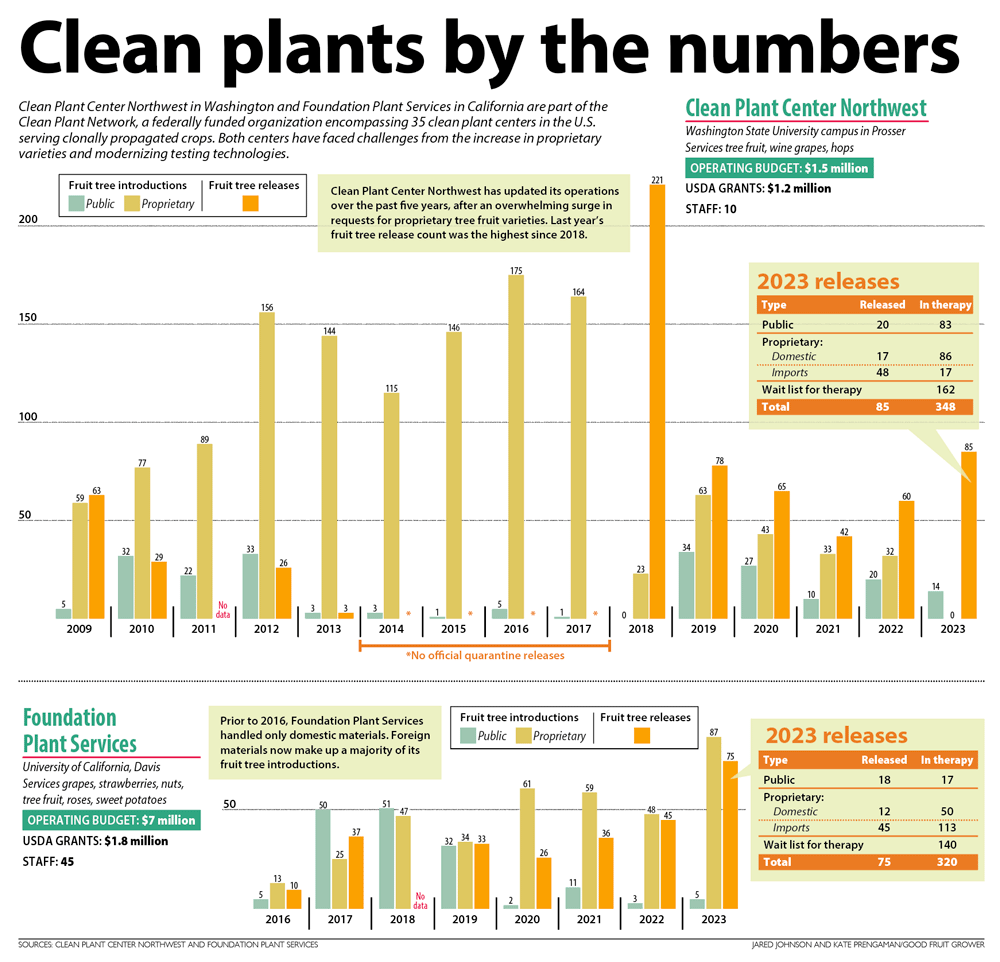 This chart shows fruit tree introductions and releases at Clean Plant Center Northwest and Foundation Plant Services between 2009 and 2023. (Sources: Clean Plant Center Northwest and Foundation Plant Services; Graphic: Jared Johnson and Kate Prengaman/Good Fruit Grower)