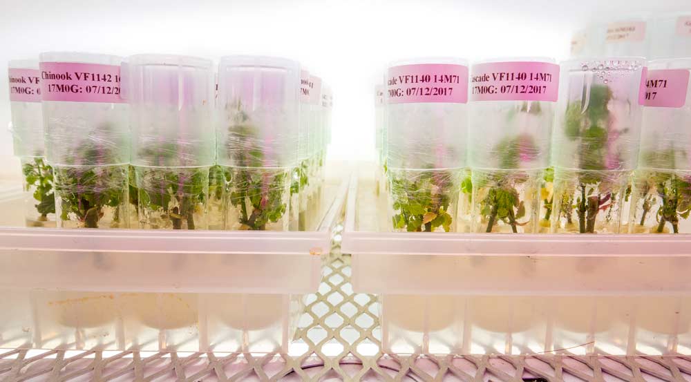 Samples of different hop variety tissue cultures grow in the Clean Plant Center Northwest indoor grow room. The lab grows hundreds of samples of grape, fruit tree and hop plants, screening for diseases and other issues to eliminate any viruses from the plant before it is selected as a mother plant.<b> (TJ Mullinax/Good Fruit Grower)</b>