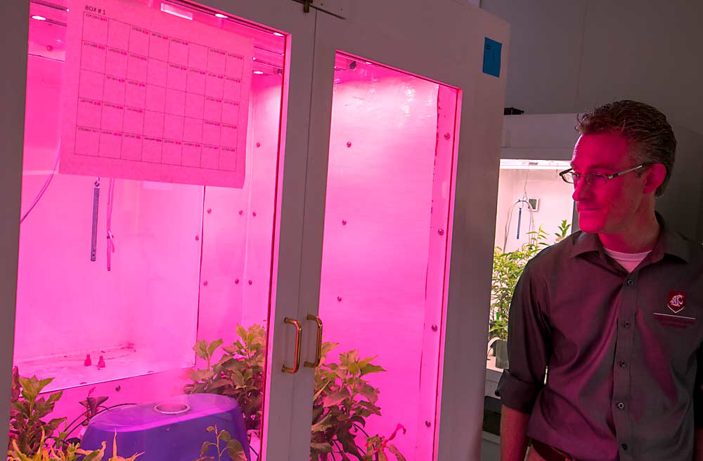Clean Plant Center Northwest Director Scott Harper said the new growth chamber is a more efficient commercial model than the homemade versions currently in use and will provide more control over temperature, humidity and light. (TJ Mullinax/Good Fruit Grower)