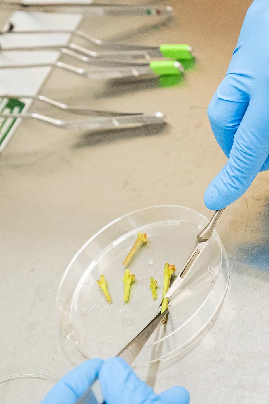 Martin Joseph, a lab technician at the Clean Plant Center Northwest, cuts grape samples during the first stage of the virus elimination process.<b> (TJ Mullinax/Good Fruit Grower)</b>