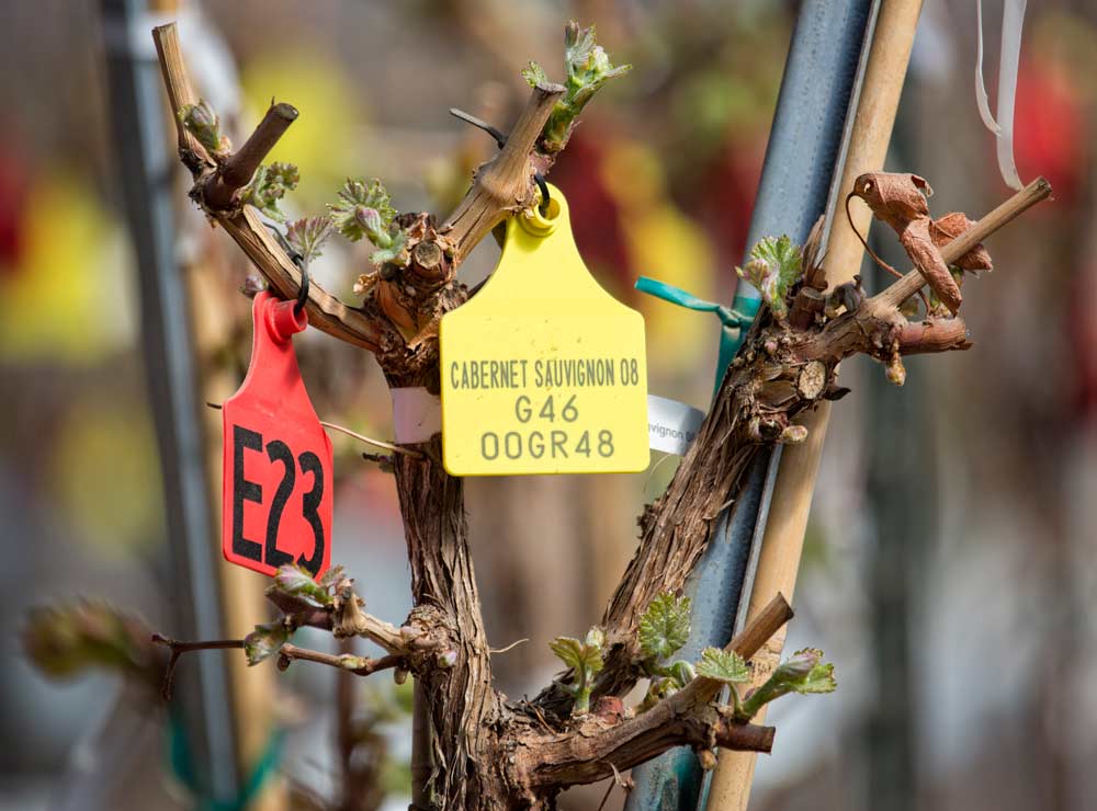 A Cabernet Sauvignon mother plant at the Clean Plant Center Northwest facility at Washington State University extension campus on April 20, 2017, in Prosser, Washington. Chardonnay and Cabernet Sauvignon clones are some of the most popular requests by growers from the center. <b>(TJ Mullinax/Good Fruit Grower)</b>