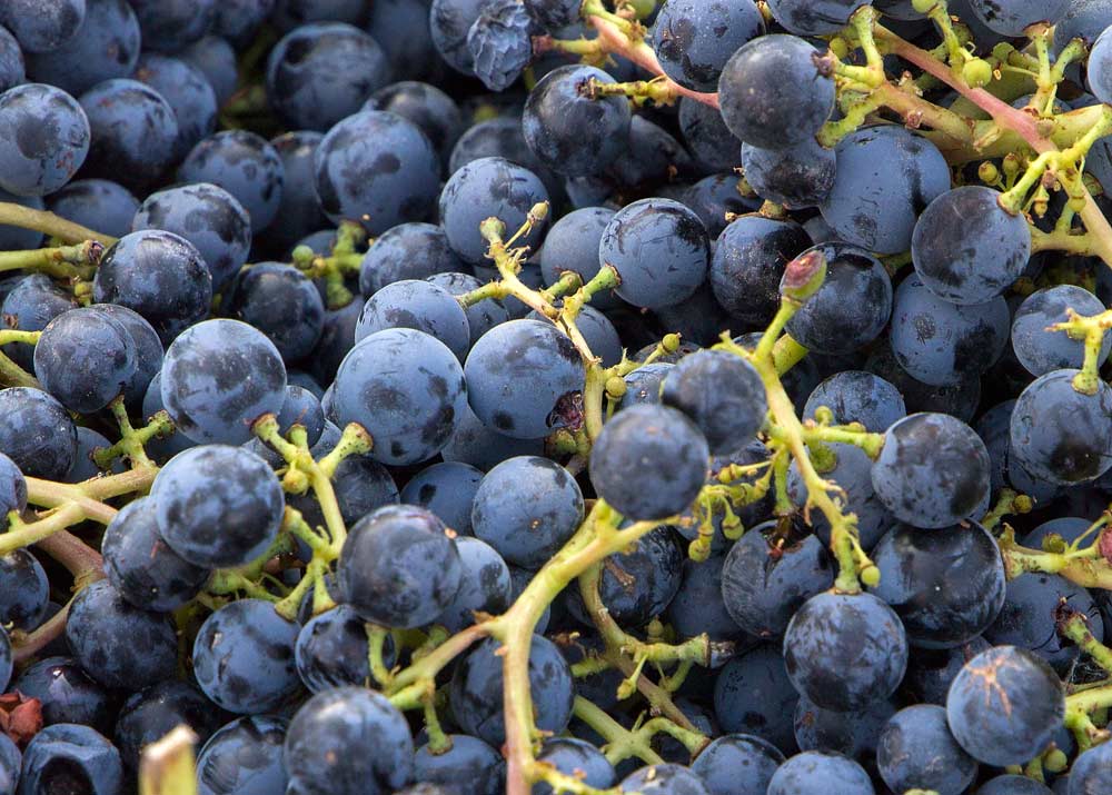 A bin of Merlot grapes awaits pressing at Co Dinn Winery Sept. 14, 2017, in Sunnyside, Washington. (Shannon Dininny/Good Fruit Grower)