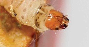 A portrait of a codling moth crawling around on a Gala apple at the Good Fruit Grower magazine on Oct. 1, 2015 in Yakima, Washington. (TJ Mullinax/Good Fruit Grower photo illustration)