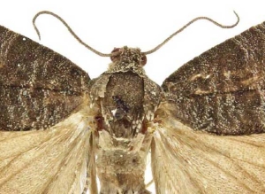 Adult codling moth, Cydia pomonella (Courtesy Todd M. Gilligan and Marc E. Epstein/Colorado State University)