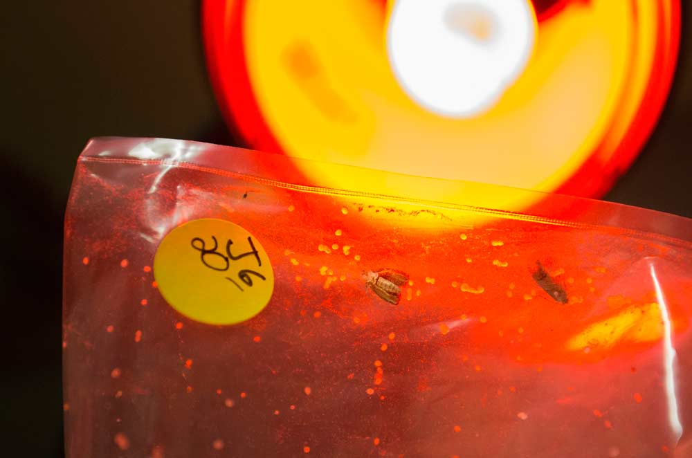 Several codling moths hover near a red lamp in the USDA ARS facility’s codling moth warm eclosion (QC) room in Wapato, Washington. The moths are bred for testing purposes and kept in quarantine at the lab. <b>(TJ Mullinax/Good Fruit Grower)</b>