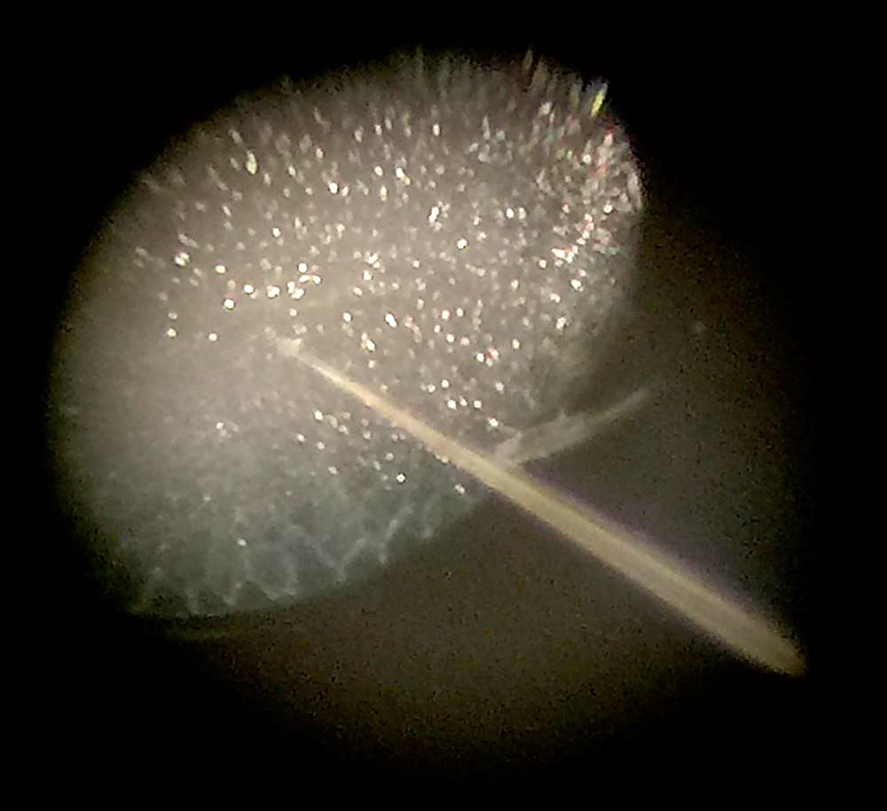 As viewed from a microscope, Laura Willett practices inserting the tip of a glass microinjection needle in between the cells of a codling moth egg minutes after it was laid. Accurately inserting the small needles are necessary to successfully add genes to modify the codling moth. The needle tip is as small as four micrometers. A single strand of hair is between 100 to 150 micrometers wide.<b> (TJ Mullinax/Good Fruit Grower)</b>