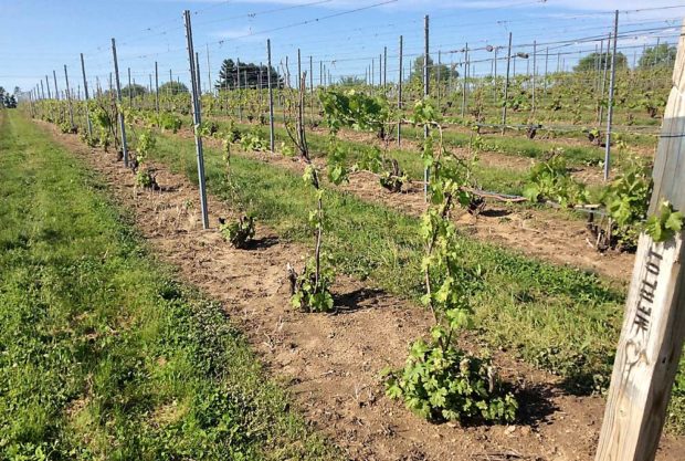 Following cane burial over the winter, this Merlot grapevine survived well and sprouted this spring. (Courtesy Thomas Todaro/Michigan State University)