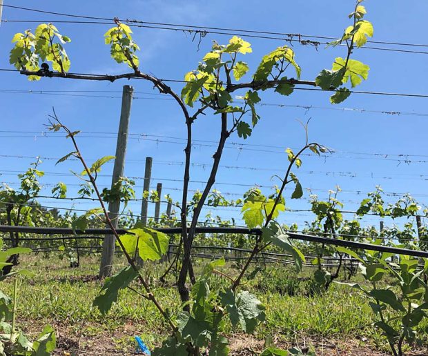 Growers retain two shoots per vine (as shown) to use for cane burial next winter. (Courtesy Thomas Todaro/Michigan State University)