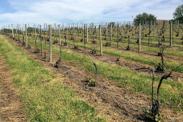 Many vineyards in three Southwest Michigan counties have experienced three extreme cold events in the past six years, the latest this past winter. Many vinifera (such as these in a Benton Harbor vineyard) experienced severe damage. (Courtesy Thomas Todaro/Michigan State University)