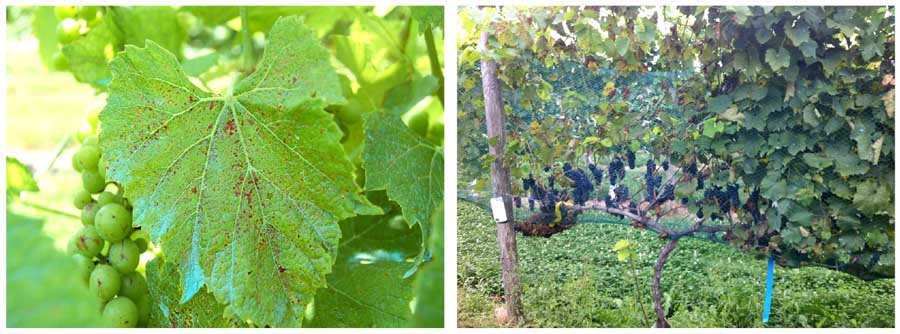 At left, the variety Brianna was the most sensitive to copper of the 15 cold-hardy varieties in McManus’ trials. Just one or two sprays of the copper fungicide caused a reaction. At right, this Maréchal Foch shows severe sulfur injury/defoliation in the left cordon. The right cordon, which was treated with copper, is fine. <b>Courtesy Patricia McManus</b>