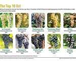 Wine grapes bred to chill Screenshot