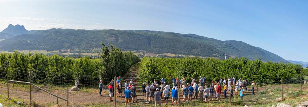 Wooded pines and cherries fit unexpectedly well in Coldstream, British Columbia, where on a south facing ridge several verities thrive in one of Coral Beach’s higher altitude, and late season, blocks grow. 2018 International Fruit Tree Association summer tour attendees listened to Coral Beach orchard manager, Gayle Krahn, on July 24, talk about how the company has taken risks going higher and later with BC cherries and the horticultural obstacles they’ve overcome. (TJ Mullinax/Good Fruit Grower)