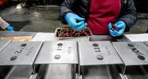 Workers size a sample of an incoming grower lot of cherries at a Columbia Fruit Packers facility in Wenatchee, Washington, in 2024. (TJ Mullinax/Good Fruit Grower)