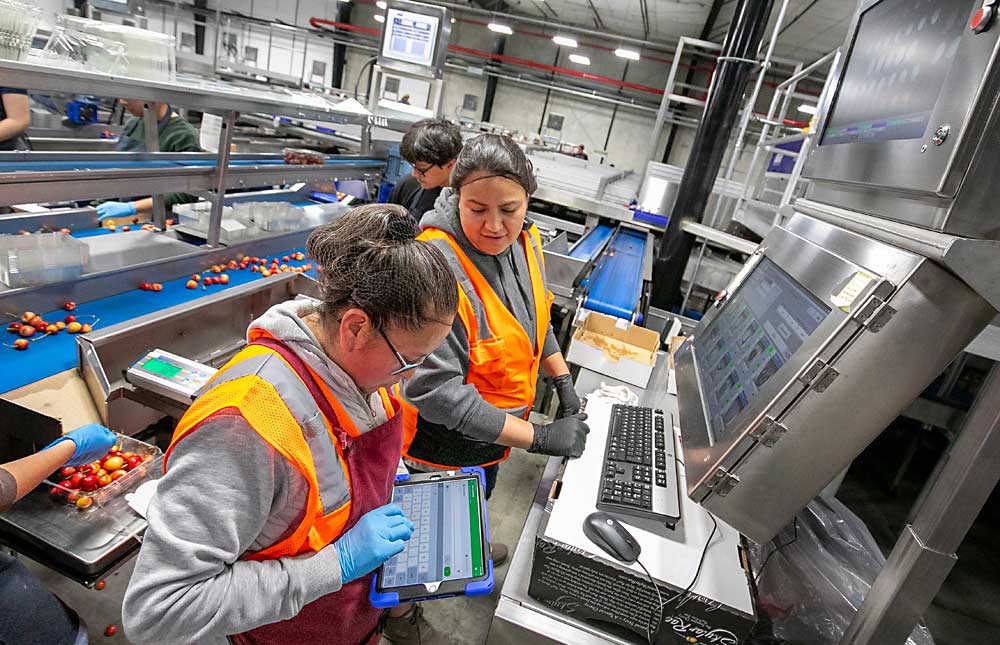 Miria Muñoz, left, shares data from her cull sampling with defect operator Amancia Solano during Skylar Rae cherry packing at Columbia Fruit Packers in Wenatchee, Washington, in June. Using a real-time system for sharing quality data throughout the packing line allows operators to make adjustments, said quality control data manager Isaac Balderas. (TJ Mullinax/Good Fruit Grower)