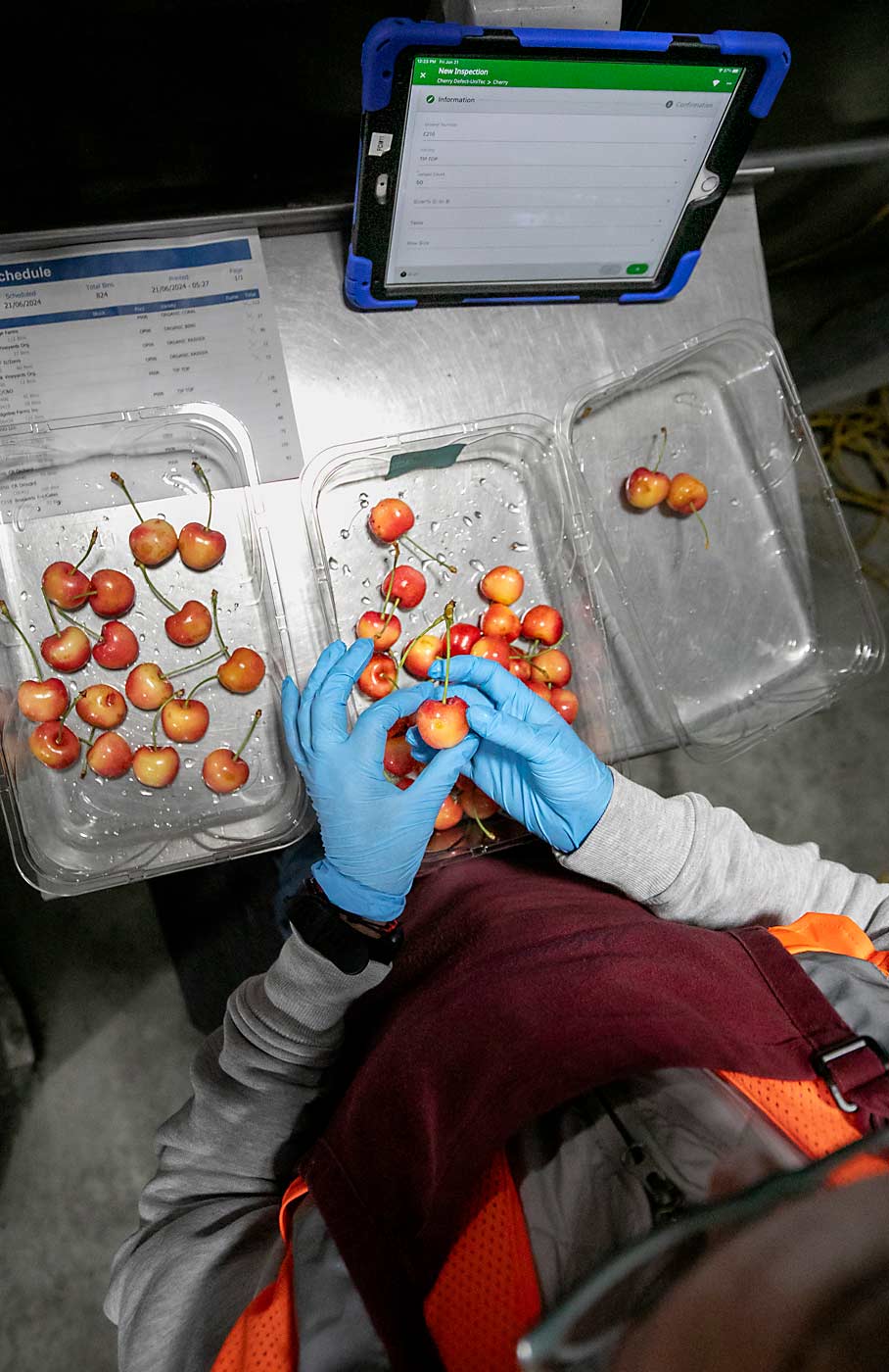 Muñoz analyzes a cull bin sample for defects and to see how many good cherries ended up in the cull bin during Skylar Rae packing. She then enters the data into the FreshCloud platform on her tablet. Line managers can use that data to determine if the optical sorters need to be adjusted for this lot. (TJ Mullinax/Good Fruit Grower)