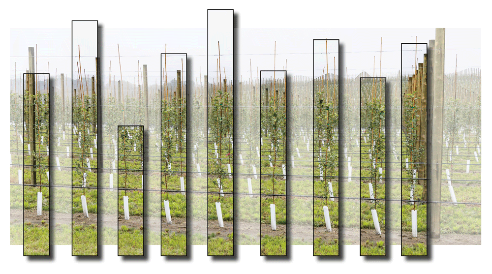 There can be a language divide between people in technology or finance and those in the orchard every day, but data can become a common language to help them farm well together, according to Steve Caudill, chief technology officer at Columbia Fruit Packers. (Illustration by Jared Johnson/Good Fruit Grower; Photo by Matt Milkovich/Good Fruit Grower