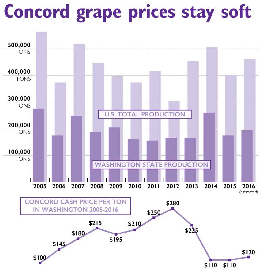 Concord growers won’t see much relief from low prices after the total U.S. crop is expected to top 400,000 tons for a fourth straight year. Source: USDA<b>Jared Johnson/Good Fruit Grower</b>