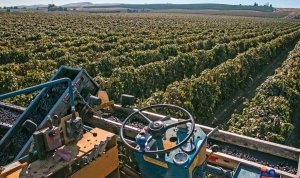 Concord grape harvest in Outlook, Washington on October 10, 2014. (TJ Mullinax/Good Fruit Grower)