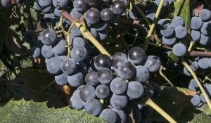 Concord grape near Outlook, Washington. (TJ Mullinax/Good Fruit Grower)