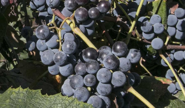 Concord grape near Outlook, Washington. <b>(TJ Mullinax/Good Fruit Grower)</b>