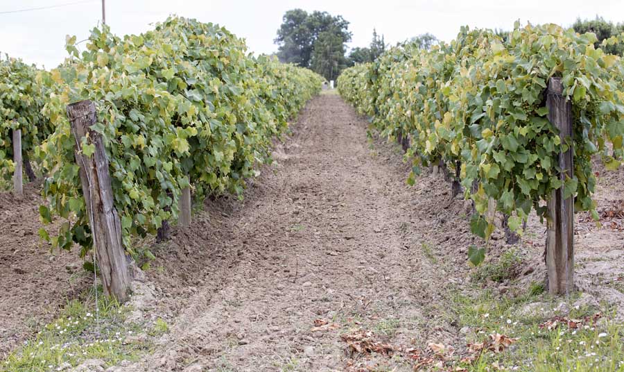 Sergio Berduzco disks in between concord grape rows near Sunnyside, Washington on June 16, 2016. Berduzco says the vineyard disks about every couple weeks to control weed growth.<b>TJ Mullinax/Good Fruit Grower </b>