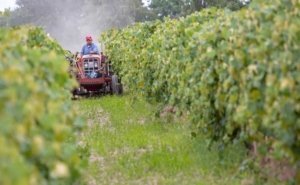 Sergio Berduzco disks in between concord grape rows near Sunnyside, Washington on June 16, 2016. Berduzco says the vineyard disks about every couple weeks to control weed growth.