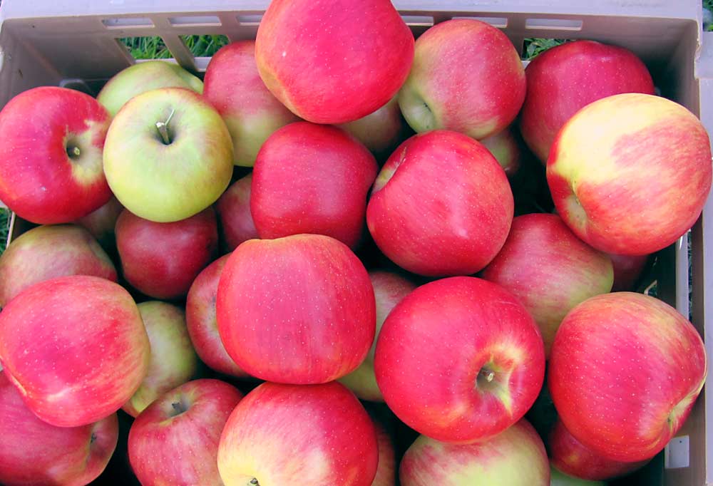 Fresh Gala Apples - Link Market