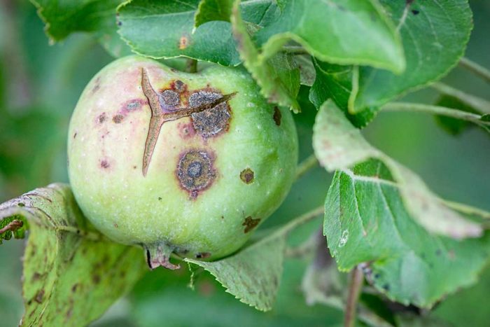 Apple scab study aims for disease-resistant genes - Good Fruit Grower