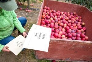 Ines Hanrahan marks bins of fresh WA 38 apples to be cataloged at Washington State University’s Sunrise research orchard in Rock Island, Washington, in October 2017. This particular set of fruit came from WA 38 trees planted on Malling 9 rootstock. (TJ Mullinax/Good Fruit Grower)