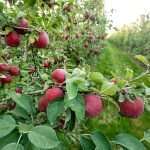 WA 38 Cosmic Crisp and MAIA-Mitchell (Evercrisp) apples