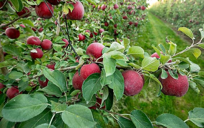 WA 38 apples, marketed as Cosmic Crisp, ripen in October near Royal City, Washington. For the first time, growers harvested enough of the Washington State University variety in 2024 for state shippers to fill the market for the entire season. (TJ Mullinax/Good Fruit Grower)