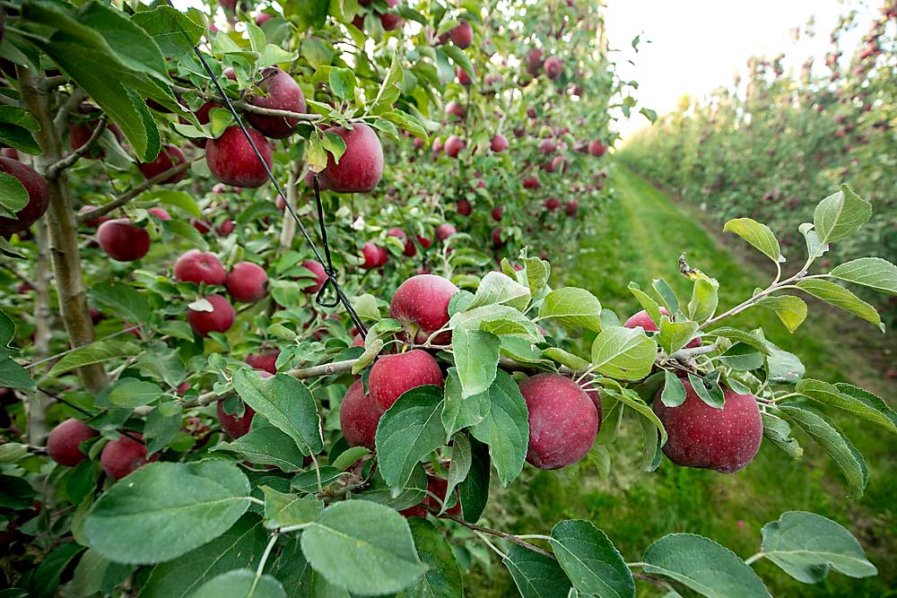 WA 38 apples, marketed as Cosmic Crisp, ripen in October near Royal City, Washington. For the first time, growers harvested enough of the Washington State University variety in 2024 for state shippers to fill the market for the entire season. (TJ Mullinax/Good Fruit Grower)