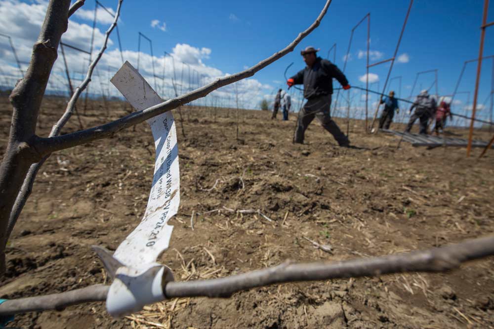 Miguel Vazquez pulls new irrigation lines in April for one of the first commercial Cosmic Crisp apple blocks planted in Washington.<b> (TJ Mullinax/Good Fruit Grower)</b>