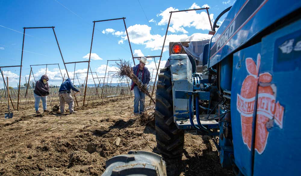 Raphael Sisneros Garcia prepares to plant Cosmic Crisp apple trees in April in what was a Grandview, Washington, vineyard. The new variety, bred and released by Washington State University, is being planted for the first time commercially this year. <b>(TJ Mullinax/Good Fruit Grower)</b>