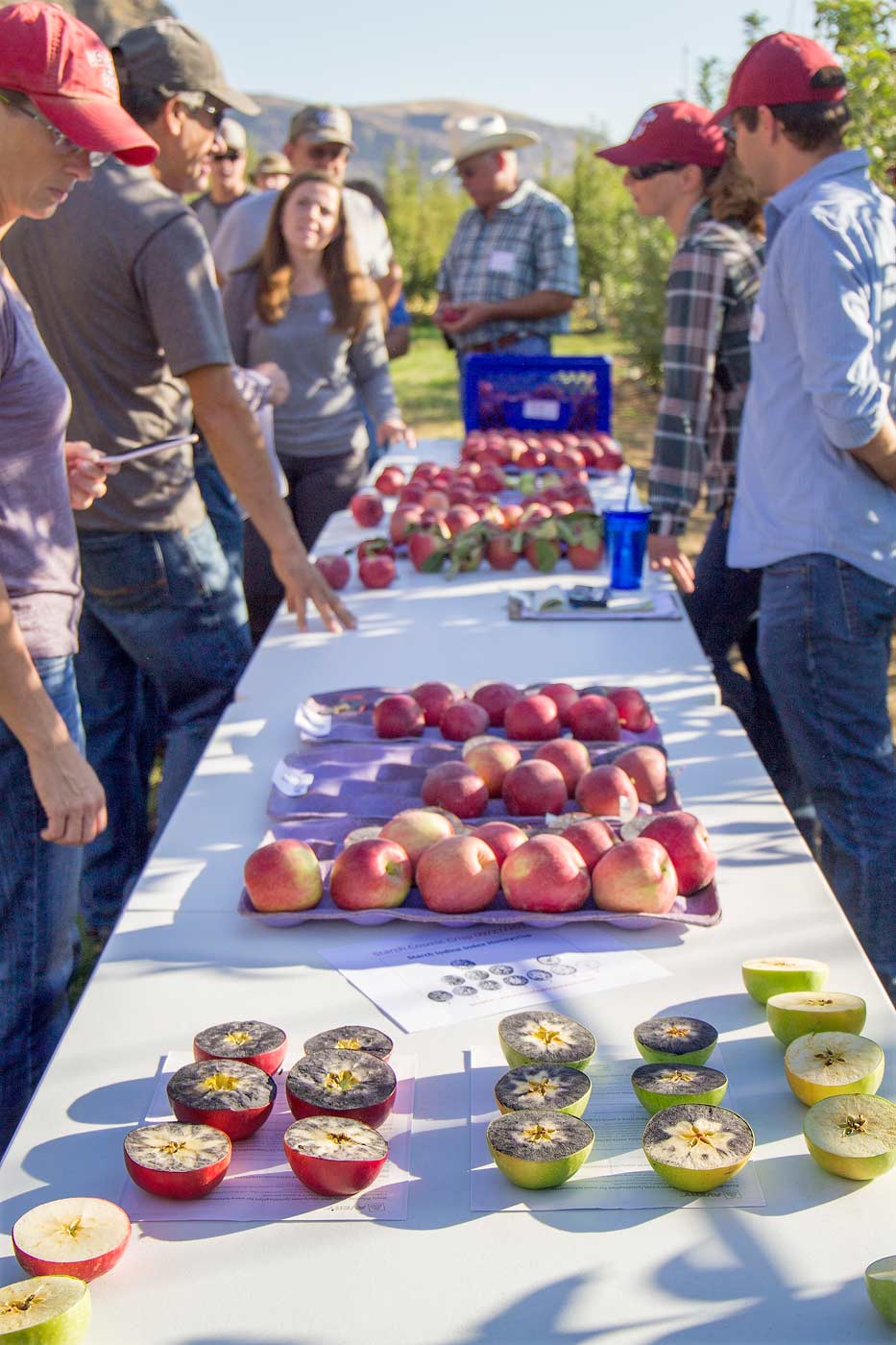 Researchers from Washington State University and the Washington Tree Fruit Research Commission share the latest findings into growing the new WSU apple variety, WA 38, also known as Cosmic Crisp, at a field day at WSU’s Sunrise Orchard in Rock Island, Washington, in September. <b>(Shannon Dininny/Good Fruit Grower)</b>