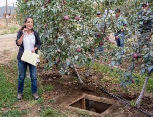 Bernardita Sallato, a Washington State University tree fruit extension specialist, leads a portion of a WA 38 field day tour in September at the university’s Roza research orchard near Prosser. She discussed rootstocks, soils, and her prototype rootzone window, a square hole in the ground buffered by acrylic panes that let her monitor root development.