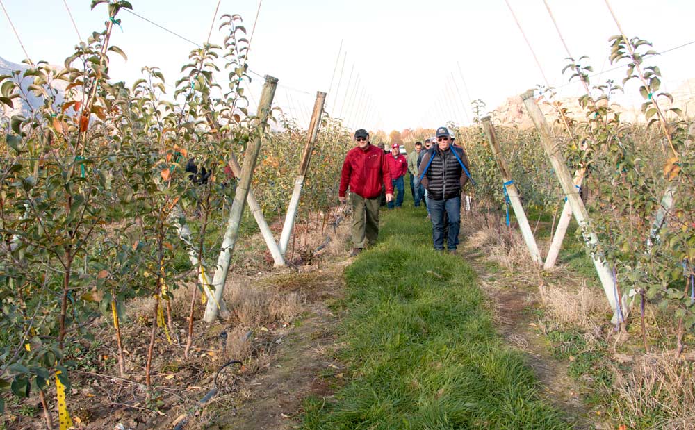 WSU researcher Stefano Musacchi and grower and horticulturist Tom Auvil lead a tour of growers through Rocky Road Orchards, a commercial orchard where WA 38 is being tried on three different Geneva rootstocks. (Shannon Dininny/Good Fruit Grower)