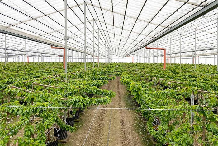 Protecting the investment in covered sweet cherries – Good Fruit Grower