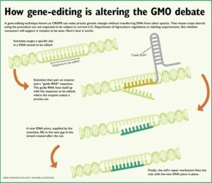 Crispr chart Jared Johnson/Good Fruit Grower illustration