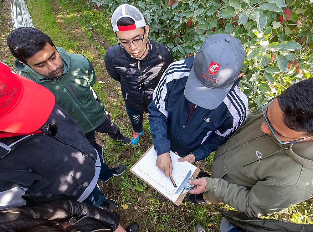 Karkee and several of his Washington State University students discuss the data collection strategy for their tests of a prototype smartphone app that estimates crop load.(TJ Mullinax/Good Fruit Grower)