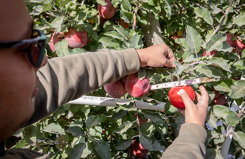 Santosh Bhusal, a Washington State University graduate student, hangs a fake apple with a ruler attached near other real Fuji apples to help calibrate images collected by the smartphone app. (TJ Mullinax/Good Fruit Grower)