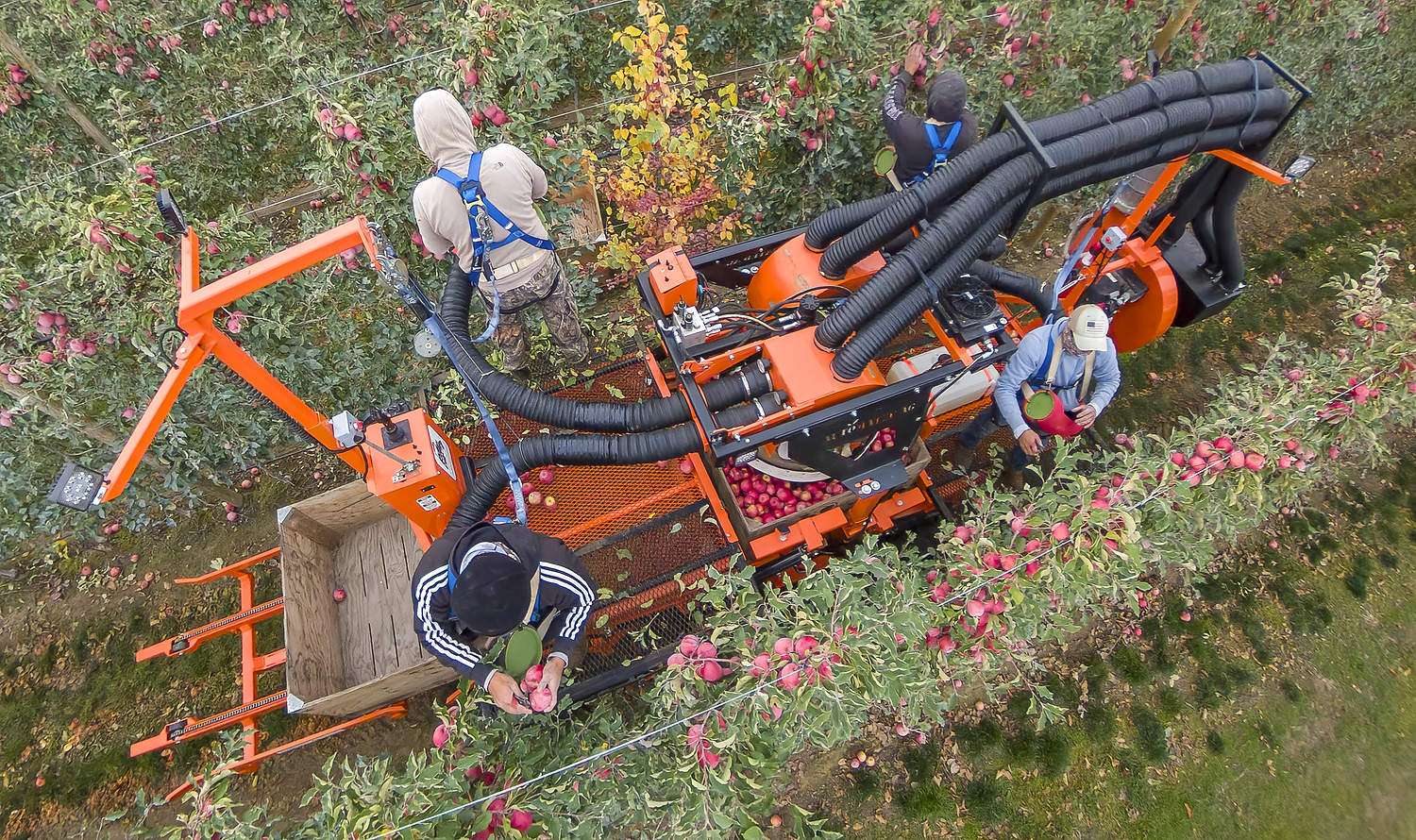 Arial view of the Bandit Cyclone vacuum harvester in an apple orchard during harvest