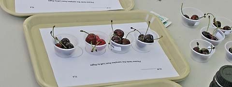 These cherries were part of a consumer variety tasting survey sponsored by Washington State University to learn more about consumer reactions to a range of cherry variety attributes.