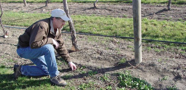 Rick Boydston is part of team working to educate orchardists and vineyardists how to prevent and manage glyphosate-resistant weeds.
